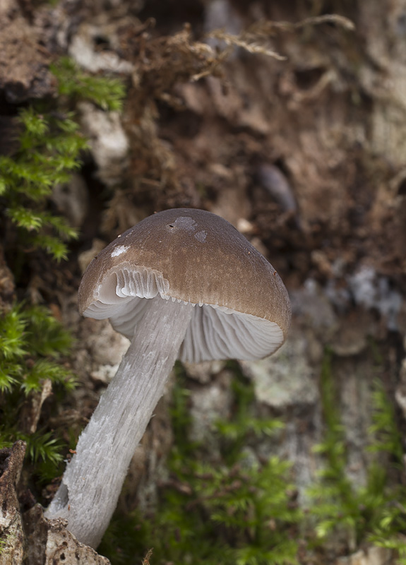 Pluteus nanus